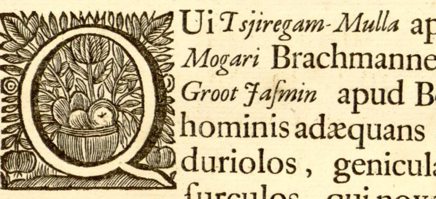 An illustration from Hortus Indicus Malabaricus ?continens regni Malabarici apud Indos cereberrimi onmis generis plantas rariores, Latinas, Malabaricis, Arabicis, Brachmanum charactareibus hominibusque expressas ... /adornatus per Henricum van Rheede, van Draakenstein, ... et Johannem Casearium ... ; notis adauxit, & commentariis illustravit Arnoldus Syen ..., 1678, leaf 305