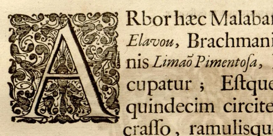An illustration from Hortus Indicus Malabaricus ?continens regni Malabarici apud Indos cereberrimi onmis generis plantas rariores, Latinas, Malabaricis, Arabicis, Brachmanum charactareibus hominibusque expressas ... /adornatus per Henricum van Rheede, van Draakenstein, ... et Johannem Casearium ... ; notis adauxit, & commentariis illustravit Arnoldus Syen ..., 1678, leaf 99
