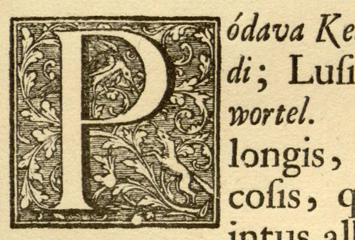 An illustration from Hortus Indicus Malabaricus ?continens regni Malabarici apud Indos cereberrimi onmis generis plantas rariores, Latinas, Malabaricis, Arabicis, Brachmanum charactareibus hominibusque expressas ... /adornatus per Henricum van Rheede, van Draakenstein, ... et Johannem Casearium ... ; notis adauxit, & commentariis illustravit Arnoldus Syen ..., 1678, leaf 118