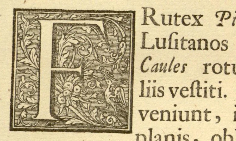 An illustration from Hortus Indicus Malabaricus ?continens regni Malabarici apud Indos cereberrimi onmis generis plantas rariores, Latinas, Malabaricis, Arabicis, Brachmanum charactareibus hominibusque expressas ... /adornatus per Henricum van Rheede, van Draakenstein, ... et Johannem Casearium ... ; notis adauxit, & commentariis illustravit Arnoldus Syen ..., 1678, leaf 122