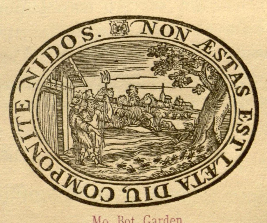 An illustration from Hortus Indicus Malabaricus ?continens regni Malabarici apud Indos cereberrimi onmis generis plantas rariores, Latinas, Malabaricis, Arabicis, Brachmanum charactareibus hominibusque expressas ... /adornatus per Henricum van Rheede, van Draakenstein, ... et Johannem Casearium ... ; notis adauxit, & commentariis illustravit Arnoldus Syen ..., 1678, leaf 135