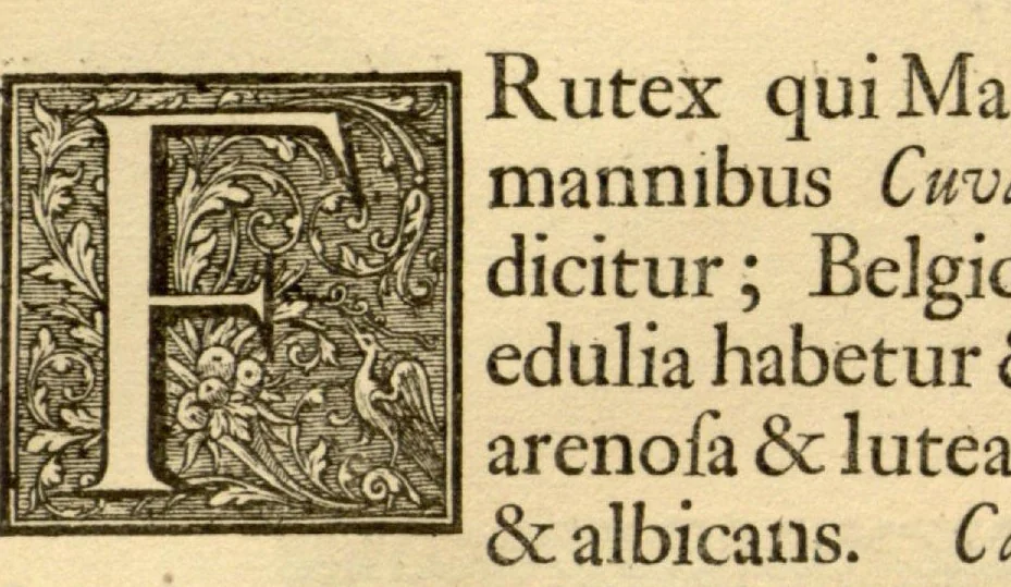 An illustration from Hortus Indicus Malabaricus ?continens regni Malabarici apud Indos cereberrimi onmis generis plantas rariores, Latinas, Malabaricis, Arabicis, Brachmanum charactareibus hominibusque expressas ... /adornatus per Henricum van Rheede, van Draakenstein, ... et Johannem Casearium ... ; notis adauxit, & commentariis illustravit Arnoldus Syen ..., 1678, leaf 144