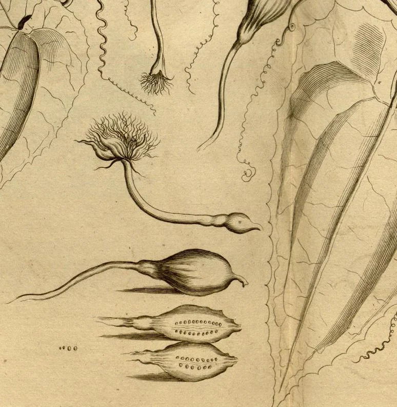 An illustration from Hortus Indicus Malabaricus ?continens regni Malabarici apud Indos cereberrimi onmis generis plantas rariores, Latinas, Malabaricis, Arabicis, Brachmanum charactareibus hominibusque expressas ... /adornatus per Henricum van Rheede, van Draakenstein, ... et Johannem Casearium ... ; notis adauxit, & commentariis illustravit Arnoldus Syen ..., 1678, leaf 177