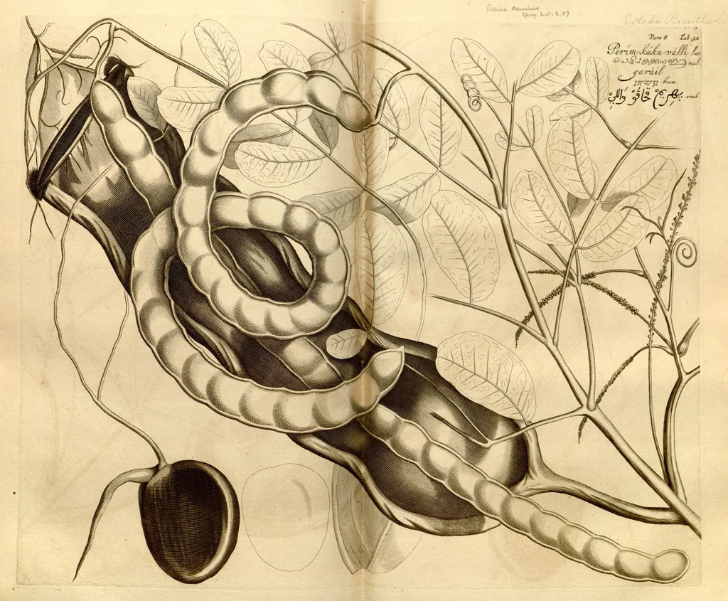 An illustration from Hortus Indicus Malabaricus ?continens regni Malabarici apud Indos cereberrimi onmis generis plantas rariores, Latinas, Malabaricis, Arabicis, Brachmanum charactareibus hominibusque expressas ... /adornatus per Henricum van Rheede, van Draakenstein, ... et Johannem Casearium ... ; notis adauxit, & commentariis illustravit Arnoldus Syen ..., 1678, leaf 212