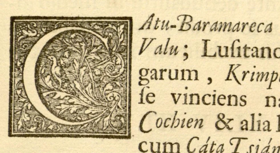 An illustration from Hortus Indicus Malabaricus ?continens regni Malabarici apud Indos cereberrimi onmis generis plantas rariores, Latinas, Malabaricis, Arabicis, Brachmanum charactareibus hominibusque expressas ... /adornatus per Henricum van Rheede, van Draakenstein, ... et Johannem Casearium ... ; notis adauxit, & commentariis illustravit Arnoldus Syen ..., 1678, leaf 250