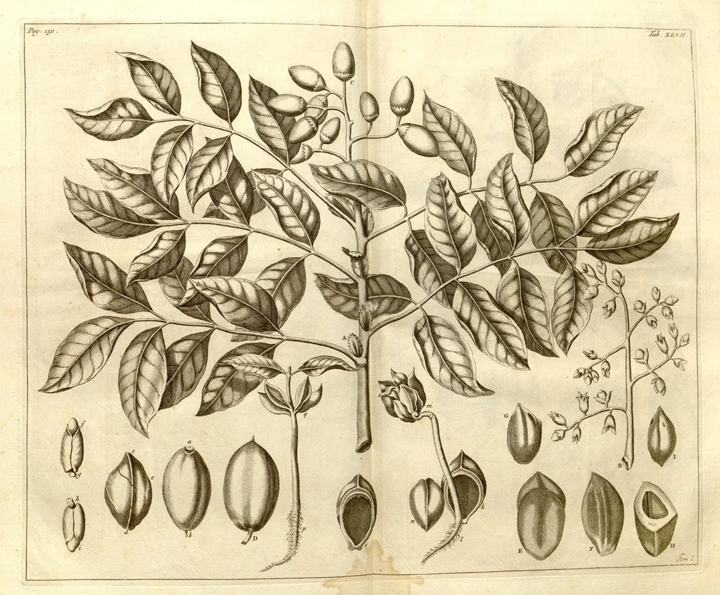 An illustration from Hortus Indicus Malabaricus ?continens regni Malabarici apud Indos cereberrimi onmis generis plantas rariores, Latinas, Malabaricis, Arabicis, Brachmanum charactareibus hominibusque expressas ... /adornatus per Henricum van Rheede, van Draakenstein, ... et Johannem Casearium ... ; notis adauxit, & commentariis illustravit Arnoldus Syen ..., 1678, leaf 256
