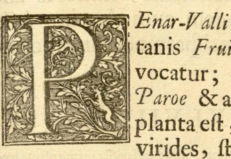 An illustration from Hortus Indicus Malabaricus ?continens regni Malabarici apud Indos cereberrimi onmis generis plantas rariores, Latinas, Malabaricis, Arabicis, Brachmanum charactareibus hominibusque expressas ... /adornatus per Henricum van Rheede, van Draakenstein, ... et Johannem Casearium ... ; notis adauxit, & commentariis illustravit Arnoldus Syen ..., 1678, leaf 259