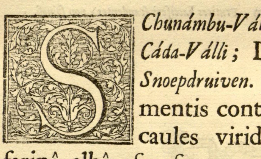 An illustration from Hortus Indicus Malabaricus ?continens regni Malabarici apud Indos cereberrimi onmis generis plantas rariores, Latinas, Malabaricis, Arabicis, Brachmanum charactareibus hominibusque expressas ... /adornatus per Henricum van Rheede, van Draakenstein, ... et Johannem Casearium ... ; notis adauxit, & commentariis illustravit Arnoldus Syen ..., 1678, leaf 29