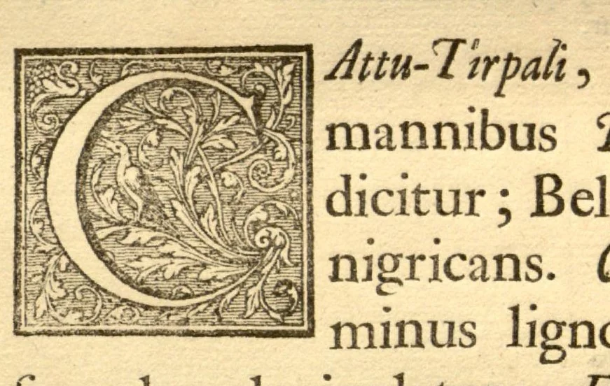 An illustration from Hortus Indicus Malabaricus ?continens regni Malabarici apud Indos cereberrimi onmis generis plantas rariores, Latinas, Malabaricis, Arabicis, Brachmanum charactareibus hominibusque expressas ... /adornatus per Henricum van Rheede, van Draakenstein, ... et Johannem Casearium ... ; notis adauxit, & commentariis illustravit Arnoldus Syen ..., 1678, leaf 37