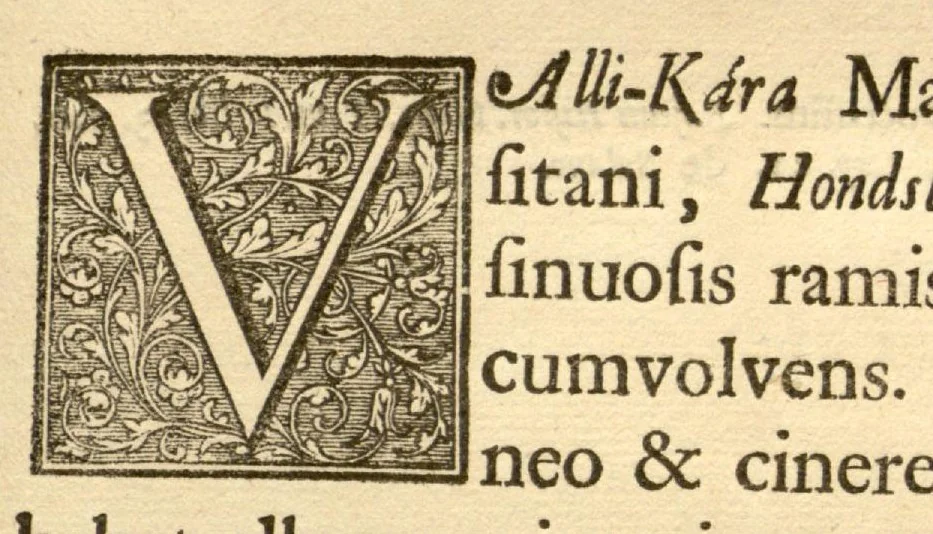 An illustration from Hortus Indicus Malabaricus ?continens regni Malabarici apud Indos cereberrimi onmis generis plantas rariores, Latinas, Malabaricis, Arabicis, Brachmanum charactareibus hominibusque expressas ... /adornatus per Henricum van Rheede, van Draakenstein, ... et Johannem Casearium ... ; notis adauxit, & commentariis illustravit Arnoldus Syen ..., 1678, leaf 46