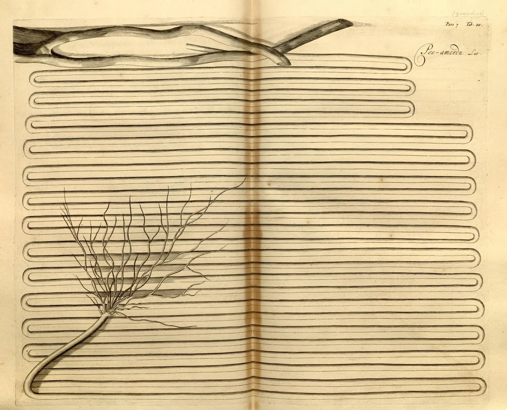 An illustration from Hortus Indicus Malabaricus ?continens regni Malabarici apud Indos cereberrimi onmis generis plantas rariores, Latinas, Malabaricis, Arabicis, Brachmanum charactareibus hominibusque expressas ... /adornatus per Henricum van Rheede, van Draakenstein, ... et Johannem Casearium ... ; notis adauxit, & commentariis illustravit Arnoldus Syen ..., 1678, leaf 51