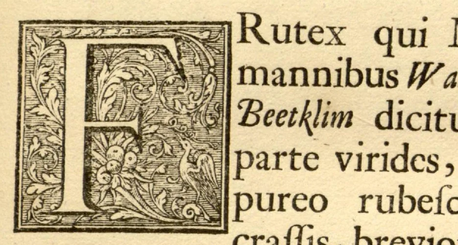 An illustration from Hortus Indicus Malabaricus ?continens regni Malabarici apud Indos cereberrimi onmis generis plantas rariores, Latinas, Malabaricis, Arabicis, Brachmanum charactareibus hominibusque expressas ... /adornatus per Henricum van Rheede, van Draakenstein, ... et Johannem Casearium ... ; notis adauxit, & commentariis illustravit Arnoldus Syen ..., 1678, leaf 59