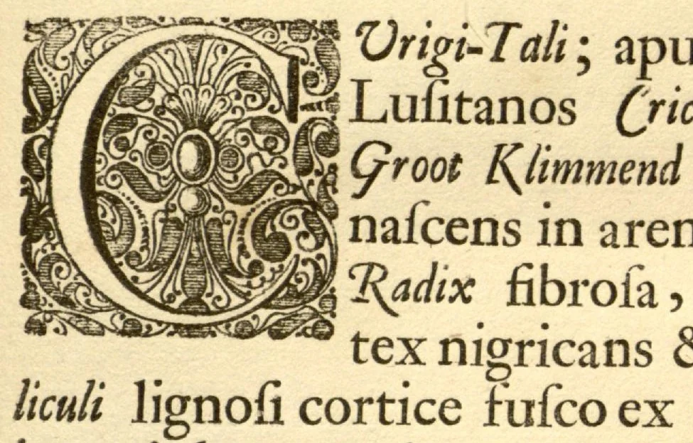 An illustration from Hortus Indicus Malabaricus ?continens regni Malabarici apud Indos cereberrimi onmis generis plantas rariores, Latinas, Malabaricis, Arabicis, Brachmanum charactareibus hominibusque expressas ... /adornatus per Henricum van Rheede, van Draakenstein, ... et Johannem Casearium ... ; notis adauxit, & commentariis illustravit Arnoldus Syen ..., 1678, leaf 63