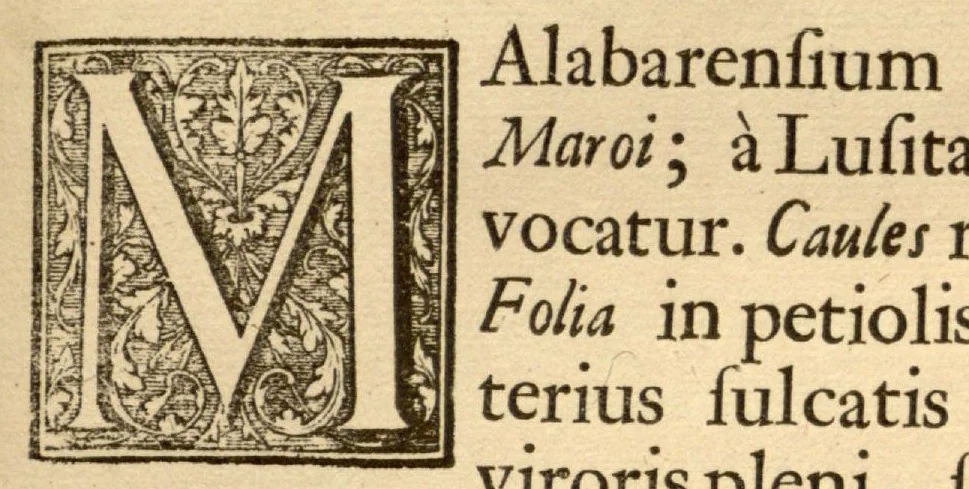 An illustration from Hortus Indicus Malabaricus ?continens regni Malabarici apud Indos cereberrimi onmis generis plantas rariores, Latinas, Malabaricis, Arabicis, Brachmanum charactareibus hominibusque expressas ... /adornatus per Henricum van Rheede, van Draakenstein, ... et Johannem Casearium ... ; notis adauxit, & commentariis illustravit Arnoldus Syen ..., 1678, leaf 77