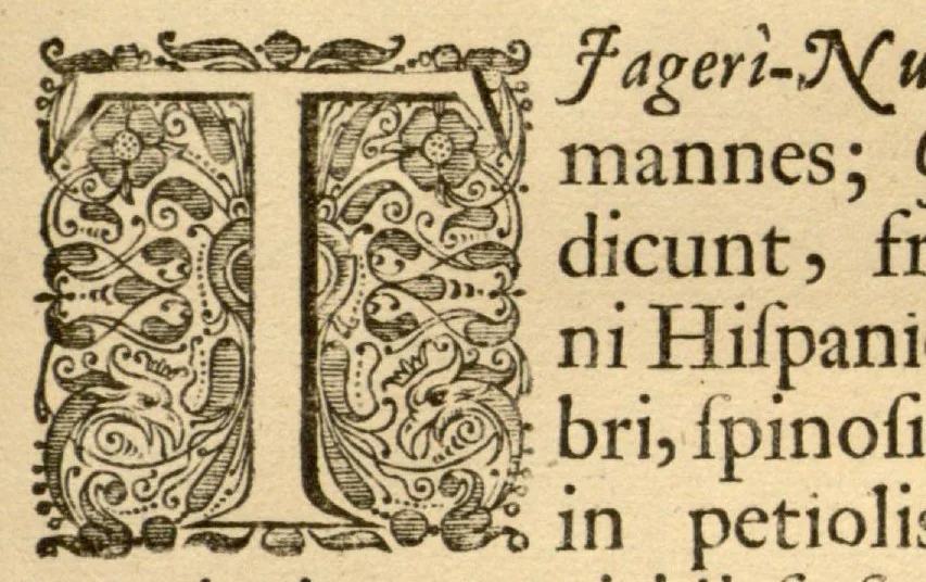 An illustration from Hortus Indicus Malabaricus ?continens regni Malabarici apud Indos cereberrimi onmis generis plantas rariores, Latinas, Malabaricis, Arabicis, Brachmanum charactareibus hominibusque expressas ... /adornatus per Henricum van Rheede, van Draakenstein, ... et Johannem Casearium ... ; notis adauxit, & commentariis illustravit Arnoldus Syen ..., 1678, leaf 79