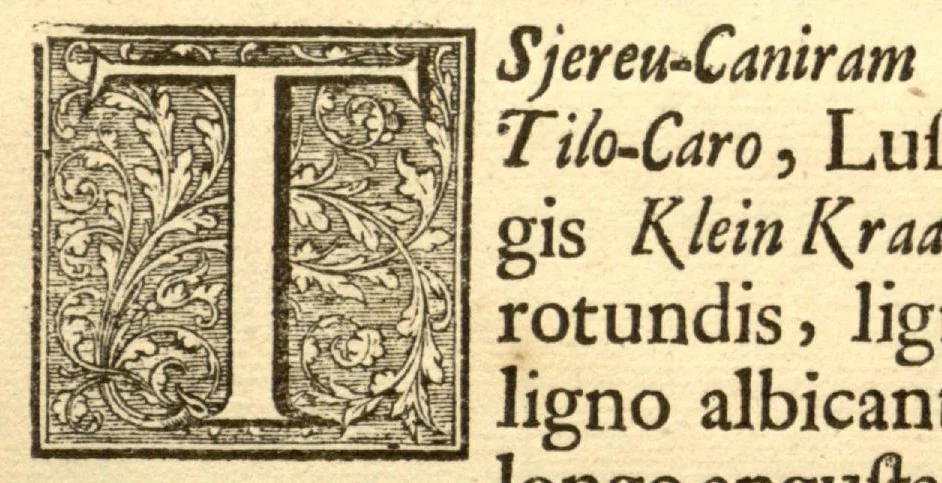 An illustration from Hortus Indicus Malabaricus ?continens regni Malabarici apud Indos cereberrimi onmis generis plantas rariores, Latinas, Malabaricis, Arabicis, Brachmanum charactareibus hominibusque expressas ... /adornatus per Henricum van Rheede, van Draakenstein, ... et Johannem Casearium ... ; notis adauxit, & commentariis illustravit Arnoldus Syen ..., 1678, leaf 8
