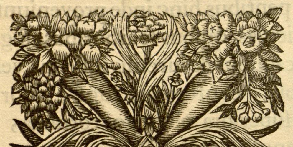 An illustration from Hortus Indicus Malabaricus ?continens regni Malabarici apud Indos cereberrimi onmis generis plantas rariores, Latinas, Malabaricis, Arabicis, Brachmanum charactareibus hominibusque expressas ... /adornatus per Henricum van Rheede, van Draakenstein, ... et Johannem Casearium ... ; notis adauxit, & commentariis illustravit Arnoldus Syen ..., 1678, leaf 94