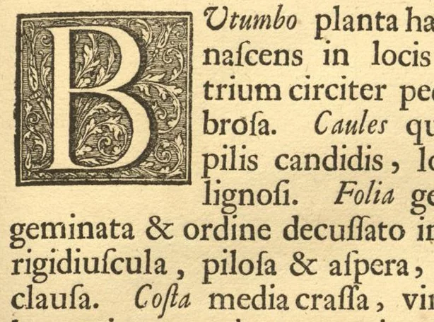 An illustration from Hortus Indicus Malabaricus ?continens regni Malabarici apud Indos cereberrimi onmis generis plantas rariores, Latinas, Malabaricis, Arabicis, Brachmanum charactareibus hominibusque expressas ... /adornatus per Henricum van Rheede, van Draakenstein, ... et Johannem Casearium ... ; notis adauxit, & commentariis illustravit Arnoldus Syen ..., 1678, leaf 113