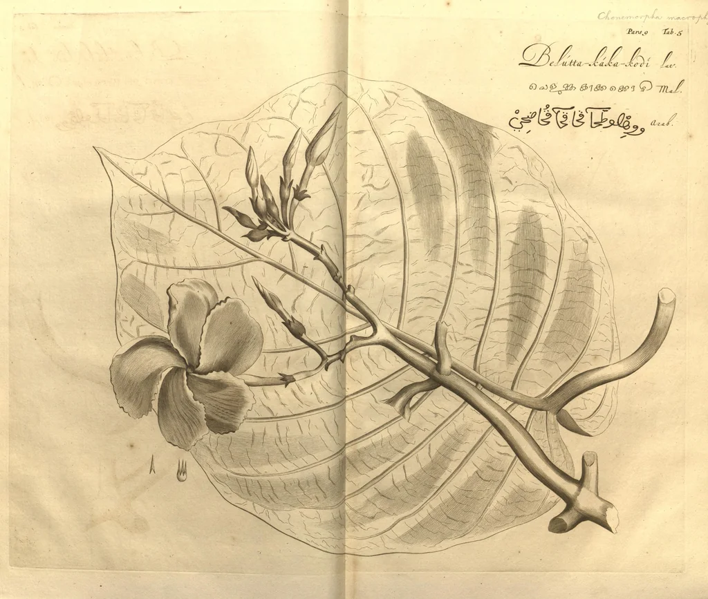 An illustration from Hortus Indicus Malabaricus ?continens regni Malabarici apud Indos cereberrimi onmis generis plantas rariores, Latinas, Malabaricis, Arabicis, Brachmanum charactareibus hominibusque expressas ... /adornatus per Henricum van Rheede, van Draakenstein, ... et Johannem Casearium ... ; notis adauxit, & commentariis illustravit Arnoldus Syen ..., 1678, leaf 17