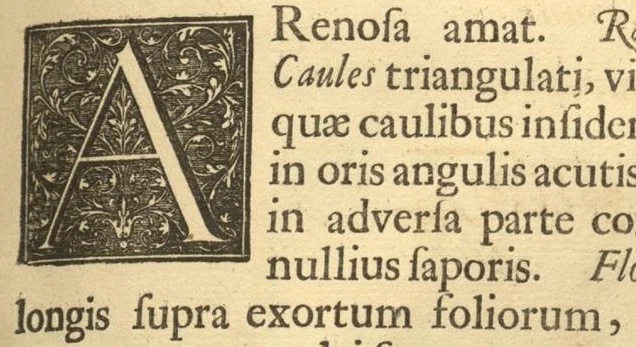 An illustration from Hortus Indicus Malabaricus ?continens regni Malabarici apud Indos cereberrimi onmis generis plantas rariores, Latinas, Malabaricis, Arabicis, Brachmanum charactareibus hominibusque expressas ... /adornatus per Henricum van Rheede, van Draakenstein, ... et Johannem Casearium ... ; notis adauxit, & commentariis illustravit Arnoldus Syen ..., 1678, leaf 195