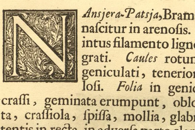 An illustration from Hortus Indicus Malabaricus ?continens regni Malabarici apud Indos cereberrimi onmis generis plantas rariores, Latinas, Malabaricis, Arabicis, Brachmanum charactareibus hominibusque expressas ... /adornatus per Henricum van Rheede, van Draakenstein, ... et Johannem Casearium ... ; notis adauxit, & commentariis illustravit Arnoldus Syen ..., 1678, leaf 37