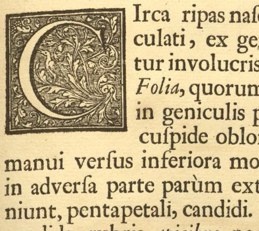 An illustration from Hortus Indicus Malabaricus ?continens regni Malabarici apud Indos cereberrimi onmis generis plantas rariores, Latinas, Malabaricis, Arabicis, Brachmanum charactareibus hominibusque expressas ... /adornatus per Henricum van Rheede, van Draakenstein, ... et Johannem Casearium ... ; notis adauxit, & commentariis illustravit Arnoldus Syen ..., 1678, leaf 380