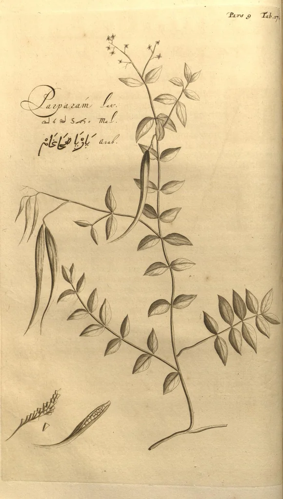 An illustration from Hortus Indicus Malabaricus ?continens regni Malabarici apud Indos cereberrimi onmis generis plantas rariores, Latinas, Malabaricis, Arabicis, Brachmanum charactareibus hominibusque expressas ... /adornatus per Henricum van Rheede, van Draakenstein, ... et Johannem Casearium ... ; notis adauxit, & commentariis illustravit Arnoldus Syen ..., 1678, leaf 49
