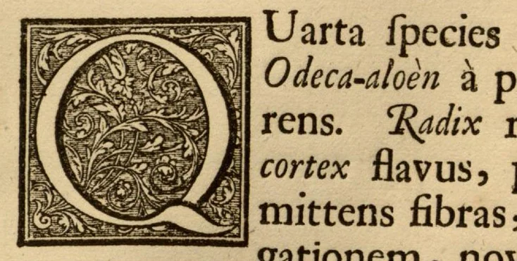 An illustration from Hortus Indicus Malabaricus ?continens regni Malabarici apud Indos cereberrimi onmis generis plantas rariores, Latinas, Malabaricis, Arabicis, Brachmanum charactareibus hominibusque expressas ... /adornatus per Henricum van Rheede, van Draakenstein, ... et Johannem Casearium ... ; notis adauxit, & commentariis illustravit Arnoldus Syen ..., 1678, leaf 114
