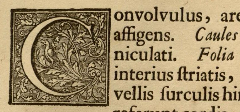 An illustration from Hortus Indicus Malabaricus ?continens regni Malabarici apud Indos cereberrimi onmis generis plantas rariores, Latinas, Malabaricis, Arabicis, Brachmanum charactareibus hominibusque expressas ... /adornatus per Henricum van Rheede, van Draakenstein, ... et Johannem Casearium ... ; notis adauxit, & commentariis illustravit Arnoldus Syen ..., 1678, leaf 123