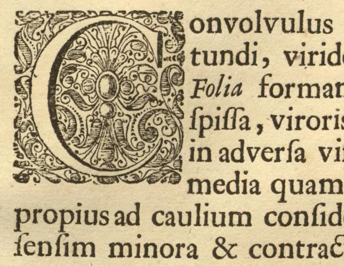 An illustration from Hortus Indicus Malabaricus ?continens regni Malabarici apud Indos cereberrimi onmis generis plantas rariores, Latinas, Malabaricis, Arabicis, Brachmanum charactareibus hominibusque expressas ... /adornatus per Henricum van Rheede, van Draakenstein, ... et Johannem Casearium ... ; notis adauxit, & commentariis illustravit Arnoldus Syen ..., 1678, leaf 148