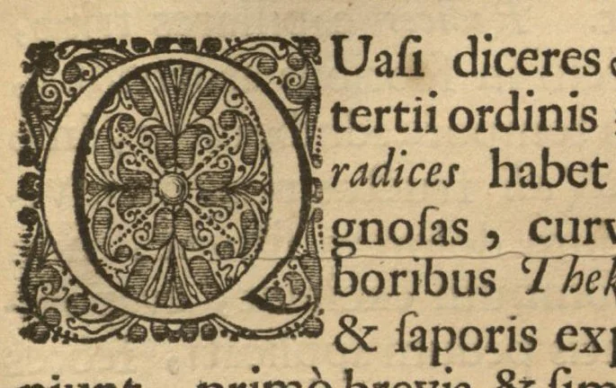An illustration from Hortus Indicus Malabaricus ?continens regni Malabarici apud Indos cereberrimi onmis generis plantas rariores, Latinas, Malabaricis, Arabicis, Brachmanum charactareibus hominibusque expressas ... /adornatus per Henricum van Rheede, van Draakenstein, ... et Johannem Casearium ... ; notis adauxit, & commentariis illustravit Arnoldus Syen ..., 1678, leaf 213