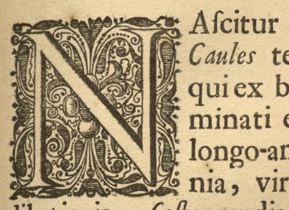 An illustration from Hortus Indicus Malabaricus ?continens regni Malabarici apud Indos cereberrimi onmis generis plantas rariores, Latinas, Malabaricis, Arabicis, Brachmanum charactareibus hominibusque expressas ... /adornatus per Henricum van Rheede, van Draakenstein, ... et Johannem Casearium ... ; notis adauxit, & commentariis illustravit Arnoldus Syen ..., 1678, leaf 232