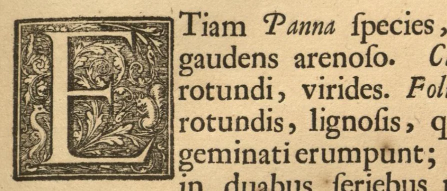 An illustration from Hortus Indicus Malabaricus ?continens regni Malabarici apud Indos cereberrimi onmis generis plantas rariores, Latinas, Malabaricis, Arabicis, Brachmanum charactareibus hominibusque expressas ... /adornatus per Henricum van Rheede, van Draakenstein, ... et Johannem Casearium ... ; notis adauxit, & commentariis illustravit Arnoldus Syen ..., 1678, leaf 236