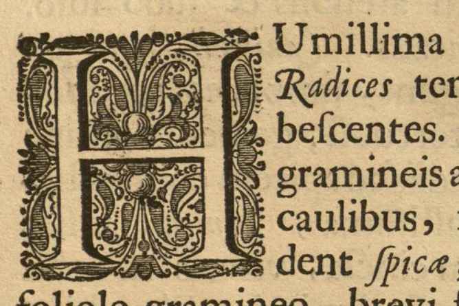 An illustration from Hortus Indicus Malabaricus ?continens regni Malabarici apud Indos cereberrimi onmis generis plantas rariores, Latinas, Malabaricis, Arabicis, Brachmanum charactareibus hominibusque expressas ... /adornatus per Henricum van Rheede, van Draakenstein, ... et Johannem Casearium ... ; notis adauxit, & commentariis illustravit Arnoldus Syen ..., 1678, leaf 241
