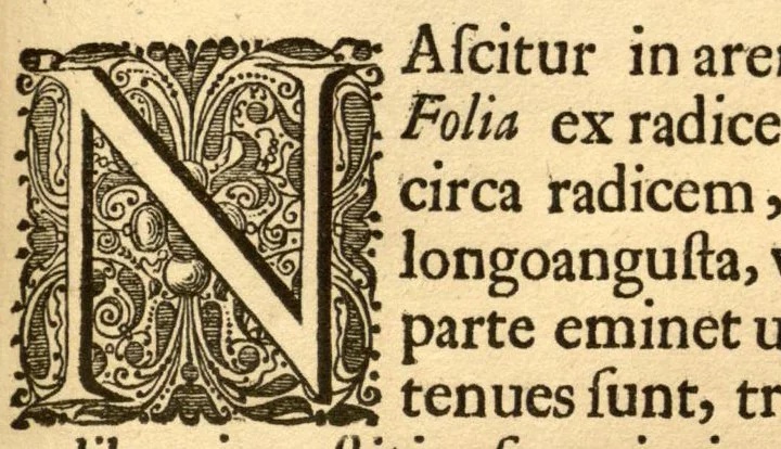 An illustration from Hortus Indicus Malabaricus ?continens regni Malabarici apud Indos cereberrimi onmis generis plantas rariores, Latinas, Malabaricis, Arabicis, Brachmanum charactareibus hominibusque expressas ... /adornatus per Henricum van Rheede, van Draakenstein, ... et Johannem Casearium ... ; notis adauxit, & commentariis illustravit Arnoldus Syen ..., 1678, leaf 279