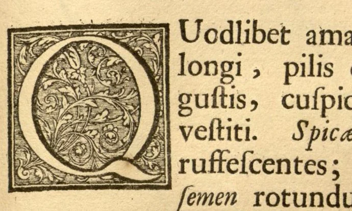 An illustration from Hortus Indicus Malabaricus ?continens regni Malabarici apud Indos cereberrimi onmis generis plantas rariores, Latinas, Malabaricis, Arabicis, Brachmanum charactareibus hominibusque expressas ... /adornatus per Henricum van Rheede, van Draakenstein, ... et Johannem Casearium ... ; notis adauxit, & commentariis illustravit Arnoldus Syen ..., 1678, leaf 285