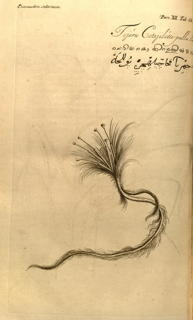 An illustration from Hortus Indicus Malabaricus ?continens regni Malabarici apud Indos cereberrimi onmis generis plantas rariores, Latinas, Malabaricis, Arabicis, Brachmanum charactareibus hominibusque expressas ... /adornatus per Henricum van Rheede, van Draakenstein, ... et Johannem Casearium ... ; notis adauxit, & commentariis illustravit Arnoldus Syen ..., 1678, leaf 298
