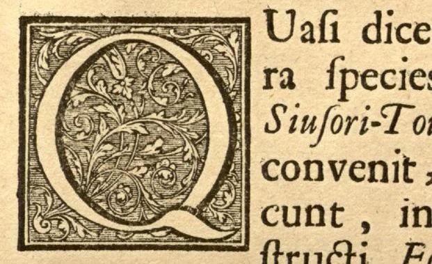 An illustration from Hortus Indicus Malabaricus ?continens regni Malabarici apud Indos cereberrimi onmis generis plantas rariores, Latinas, Malabaricis, Arabicis, Brachmanum charactareibus hominibusque expressas ... /adornatus per Henricum van Rheede, van Draakenstein, ... et Johannem Casearium ... ; notis adauxit, & commentariis illustravit Arnoldus Syen ..., 1678, leaf 317