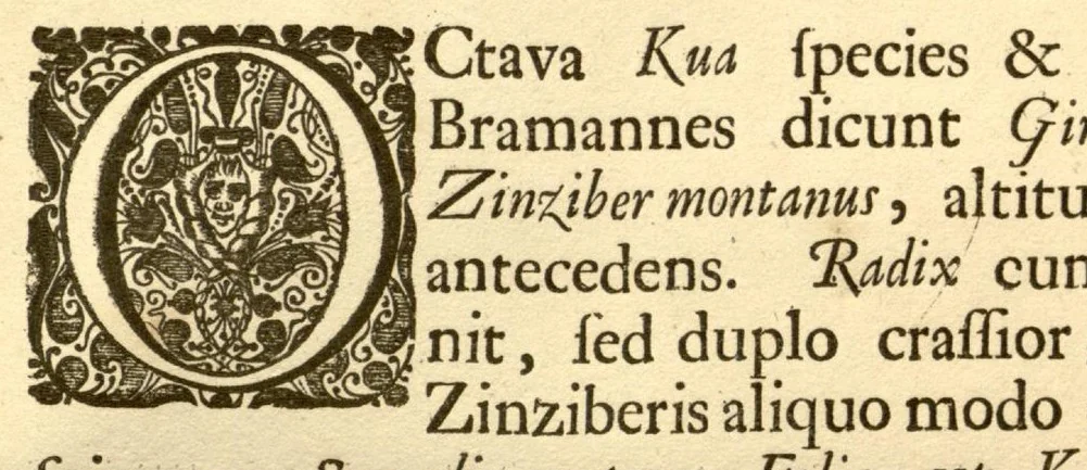An illustration from Hortus Indicus Malabaricus ?continens regni Malabarici apud Indos cereberrimi onmis generis plantas rariores, Latinas, Malabaricis, Arabicis, Brachmanum charactareibus hominibusque expressas ... /adornatus per Henricum van Rheede, van Draakenstein, ... et Johannem Casearium ... ; notis adauxit, & commentariis illustravit Arnoldus Syen ..., 1678, leaf 38