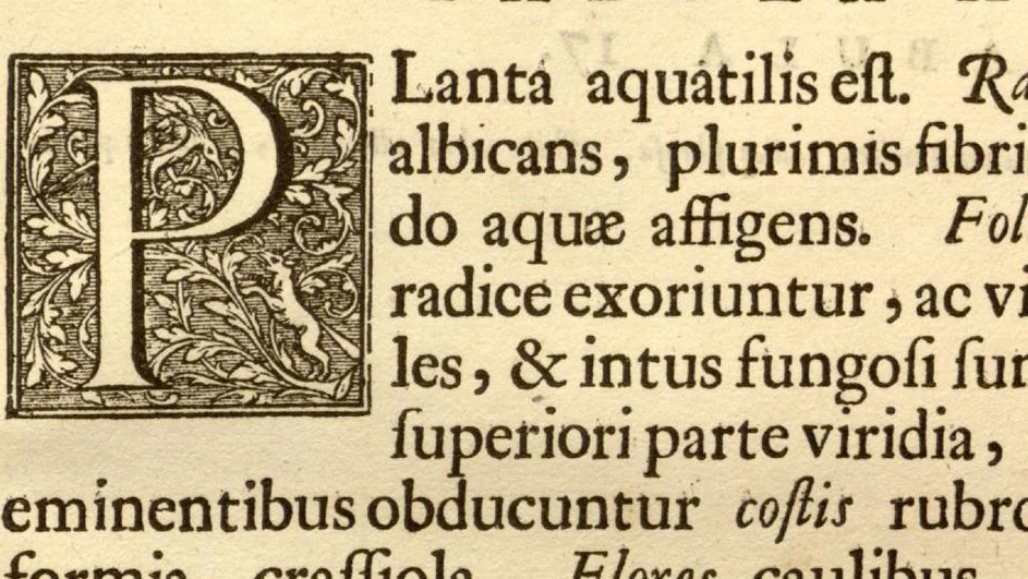 An illustration from Hortus Indicus Malabaricus ?continens regni Malabarici apud Indos cereberrimi onmis generis plantas rariores, Latinas, Malabaricis, Arabicis, Brachmanum charactareibus hominibusque expressas ... /adornatus per Henricum van Rheede, van Draakenstein, ... et Johannem Casearium ... ; notis adauxit, & commentariis illustravit Arnoldus Syen ..., 1678, leaf 42
