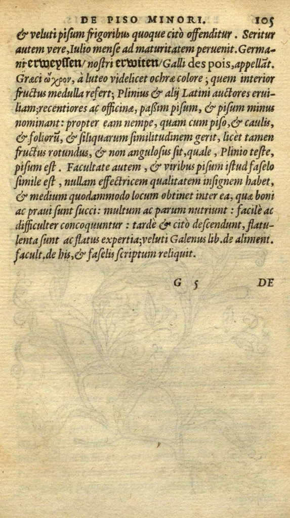 An illustration from Frumentorum, Leguminum, palustrium et aquatilium herbarum,ac eorum, quae eo? pertinent, historia? Remberto Dodonaeo Mechliniensi Medico auctore..., 1566, leaf 104