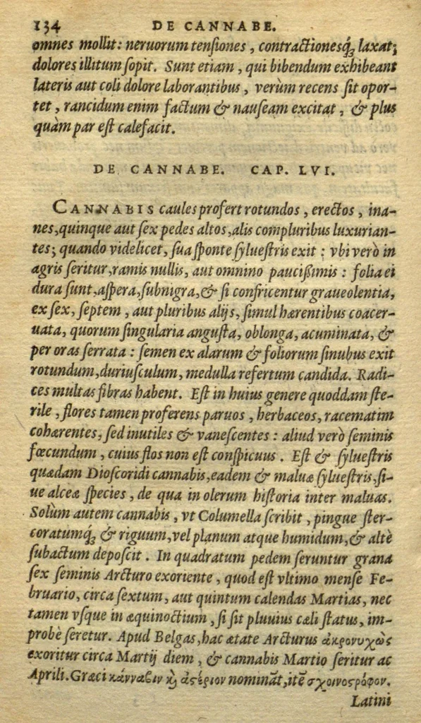 An illustration from Frumentorum, Leguminum, palustrium et aquatilium herbarum,ac eorum, quae eo? pertinent, historia? Remberto Dodonaeo Mechliniensi Medico auctore..., 1566, leaf 133
