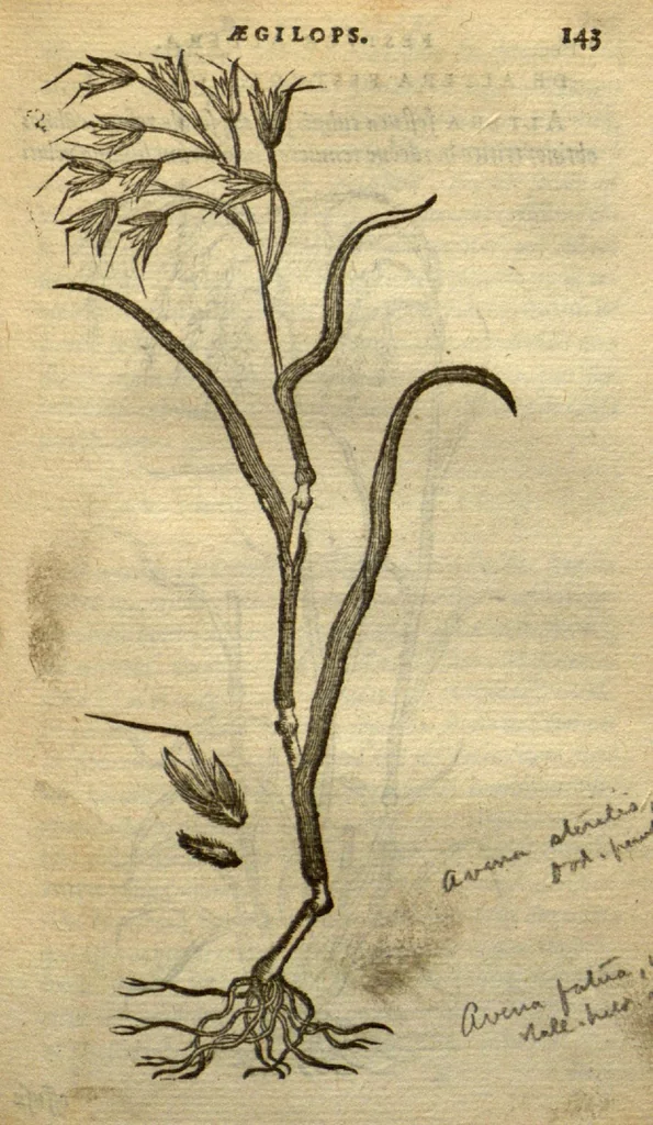 An illustration from Frumentorum, Leguminum, palustrium et aquatilium herbarum,ac eorum, quae eo? pertinent, historia? Remberto Dodonaeo Mechliniensi Medico auctore..., 1566, leaf 142
