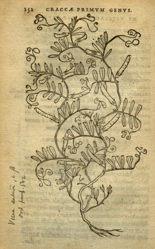 An illustration from Frumentorum, Leguminum, palustrium et aquatilium herbarum,ac eorum, quae eo? pertinent, historia? Remberto Dodonaeo Mechliniensi Medico auctore..., 1566, leaf 151