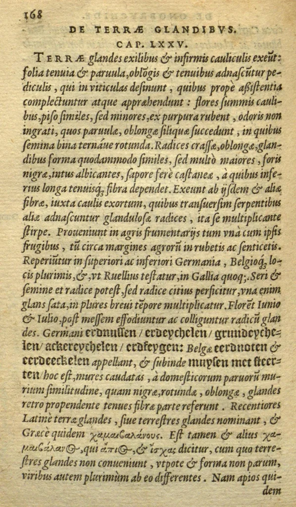 An illustration from Frumentorum, Leguminum, palustrium et aquatilium herbarum,ac eorum, quae eo? pertinent, historia? Remberto Dodonaeo Mechliniensi Medico auctore..., 1566, leaf 167