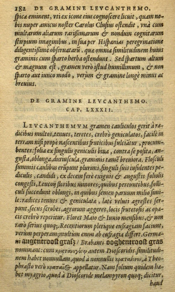 An illustration from Frumentorum, Leguminum, palustrium et aquatilium herbarum,ac eorum, quae eo? pertinent, historia? Remberto Dodonaeo Mechliniensi Medico auctore..., 1566, leaf 181