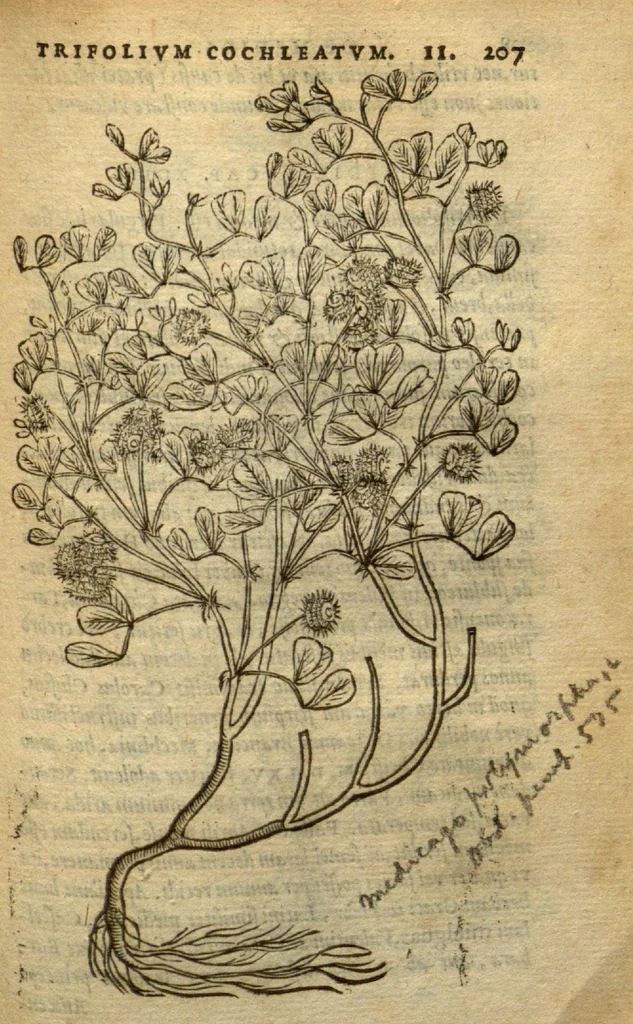 An illustration from Frumentorum, Leguminum, palustrium et aquatilium herbarum,ac eorum, quae eo? pertinent, historia? Remberto Dodonaeo Mechliniensi Medico auctore..., 1566, leaf 206