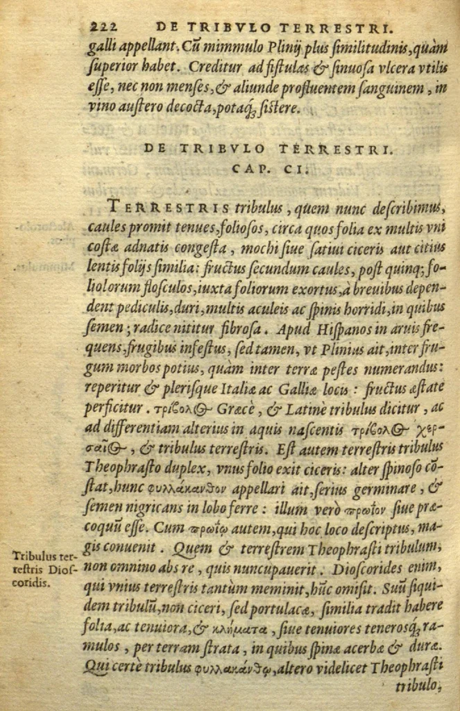 An illustration from Frumentorum, Leguminum, palustrium et aquatilium herbarum,ac eorum, quae eo? pertinent, historia? Remberto Dodonaeo Mechliniensi Medico auctore..., 1566, leaf 221