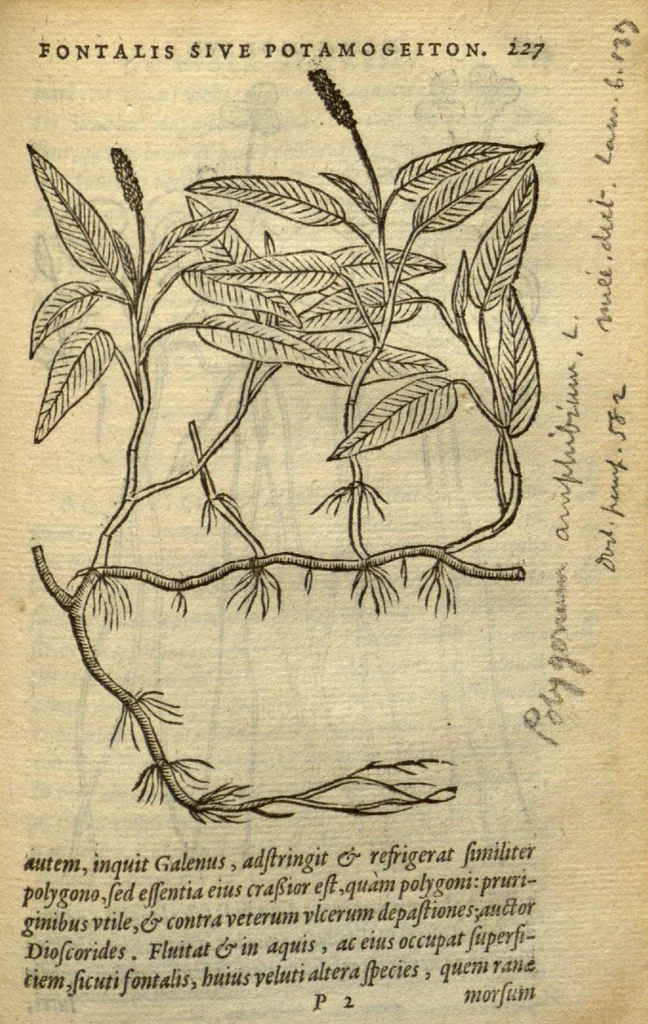 An illustration from Frumentorum, Leguminum, palustrium et aquatilium herbarum,ac eorum, quae eo? pertinent, historia? Remberto Dodonaeo Mechliniensi Medico auctore..., 1566, leaf 226