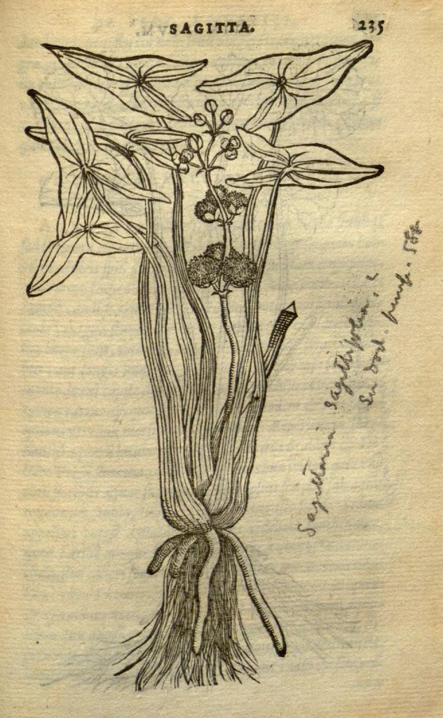 An illustration from Frumentorum, Leguminum, palustrium et aquatilium herbarum,ac eorum, quae eo? pertinent, historia? Remberto Dodonaeo Mechliniensi Medico auctore..., 1566, leaf 234